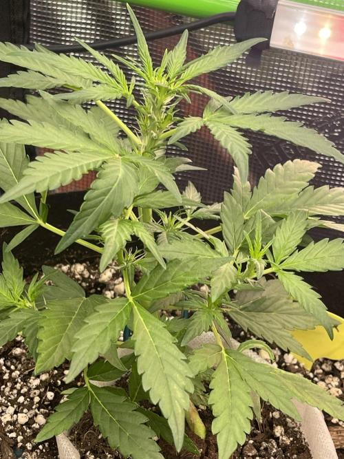 Ice Cream Paint Job. Week 4 - Pineapple Thai sticks- smallest and showing most pre-flower 