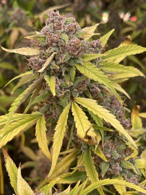 Lime Time. Week 11 - Front in soil- lightest colored 