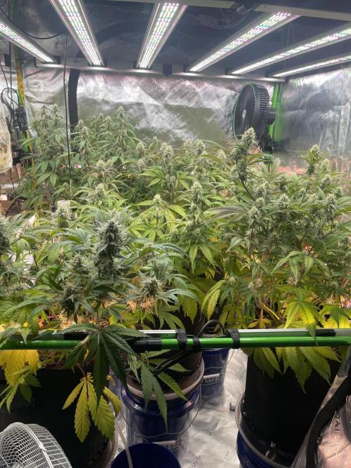 Pinot Noir Auto- Mephisto. Week 8