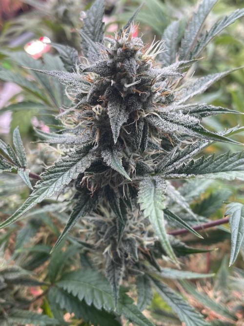 Pinot Noir Auto- Mephisto. Week 8