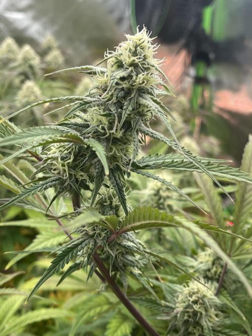 Pinot Noir Auto- Mephisto. Week 8