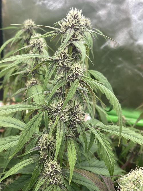 Pinot Noir Auto- Mephisto. Week 8