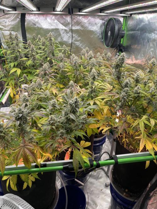 Pinot Noir Auto- Mephisto. Week 9