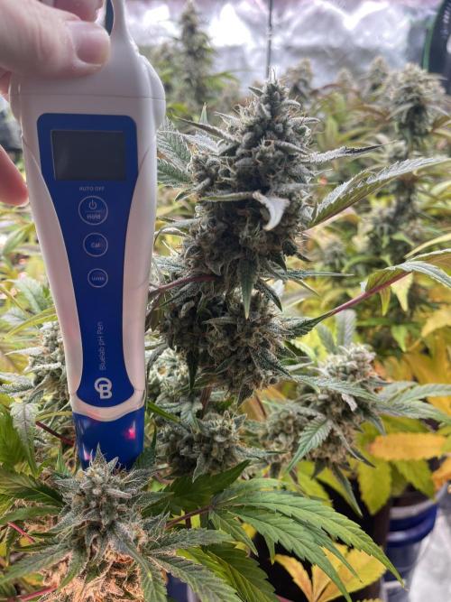 Pinot Noir Auto- Mephisto. Week 9