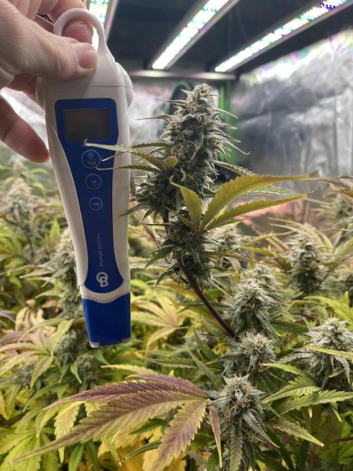 Pinot Noir Auto- Mephisto. Week 9