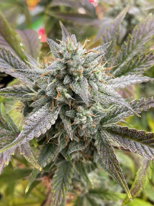 Pinot Noir Auto- Mephisto. Week 9