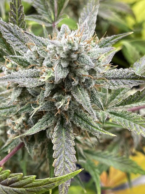 Pinot Noir Auto- Mephisto. Week 9