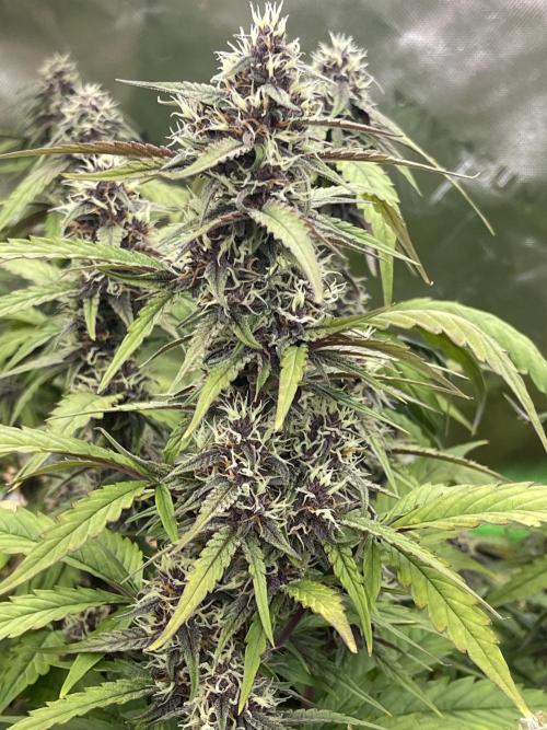 Pinot Noir Auto- Mephisto. Week 9