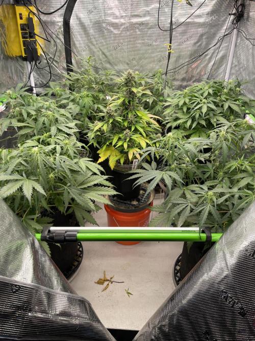 Ice Cream Paint Job. Week 5