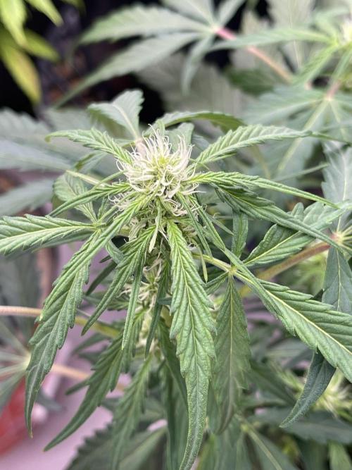 Ice Cream Paint Job. Week 5