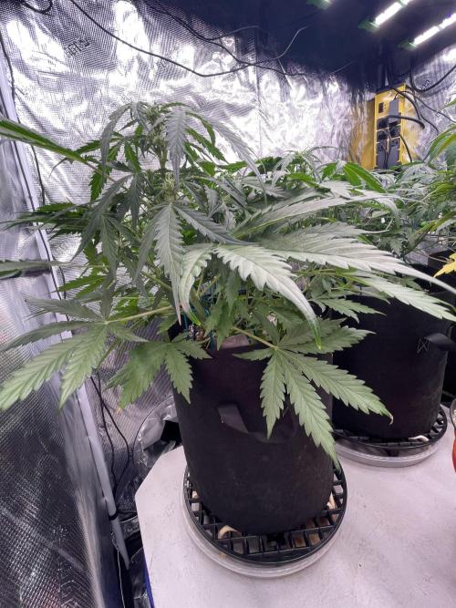 Ice Cream Paint Job. Week 5