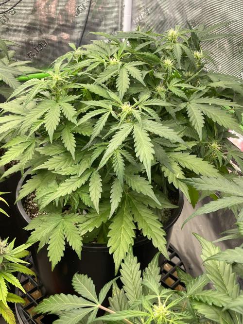 Ice Cream Paint Job. Week 5