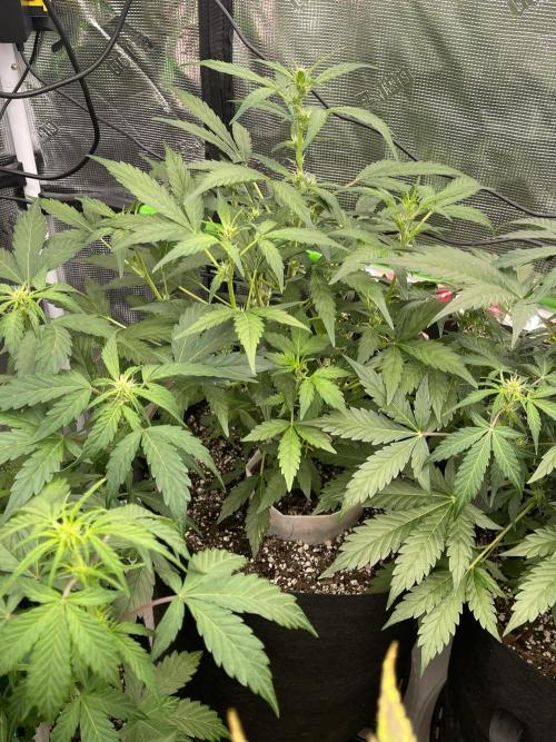 Ice Cream Paint Job. Week 5