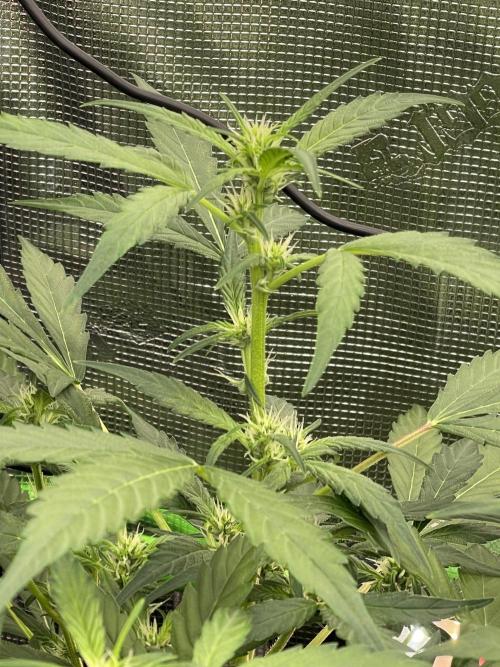 Ice Cream Paint Job. Week 5