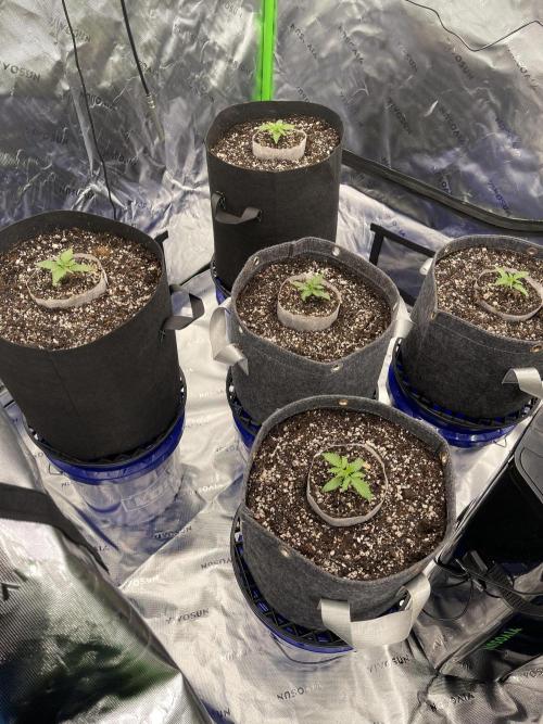 Sour Black Cherry Haze. Week 1