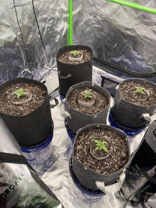 Sour Black Cherry Haze. Week 1