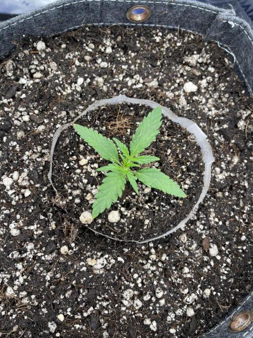 Sour Black Cherry Haze. Week 1