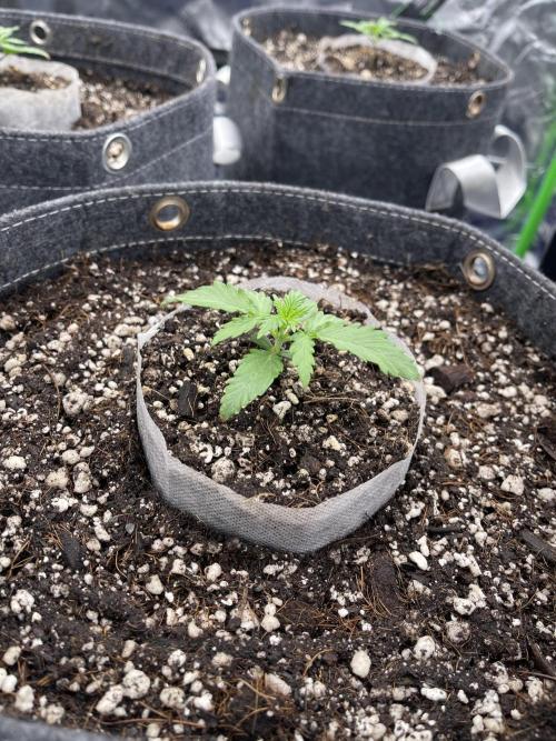 Sour Black Cherry Haze. Week 1