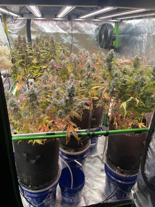 Pinot Noir Auto- Mephisto. Week 10