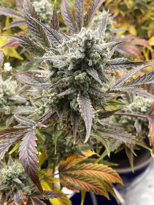 Pinot Noir Auto- Mephisto. Week 10