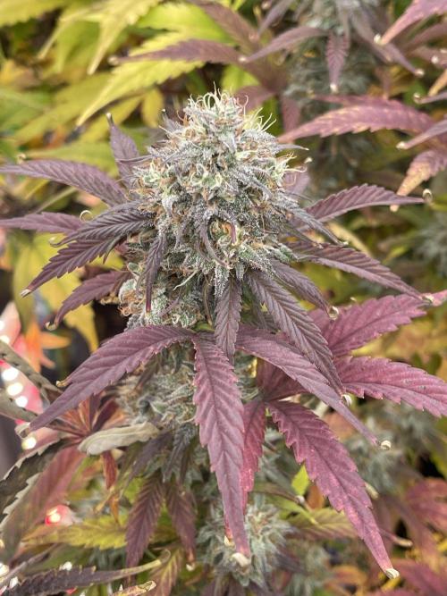 Pinot Noir Auto- Mephisto. Week 10