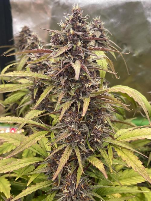 Pinot Noir Auto- Mephisto. Week 10