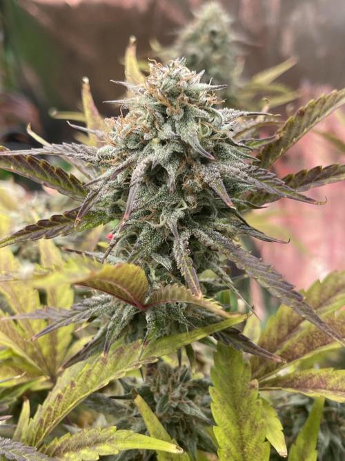 Pinot Noir Auto- Mephisto. Week 10