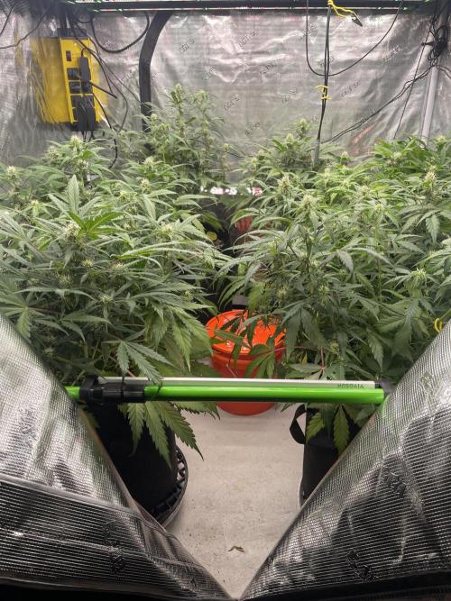 Ice Cream Paint Job. Week 6