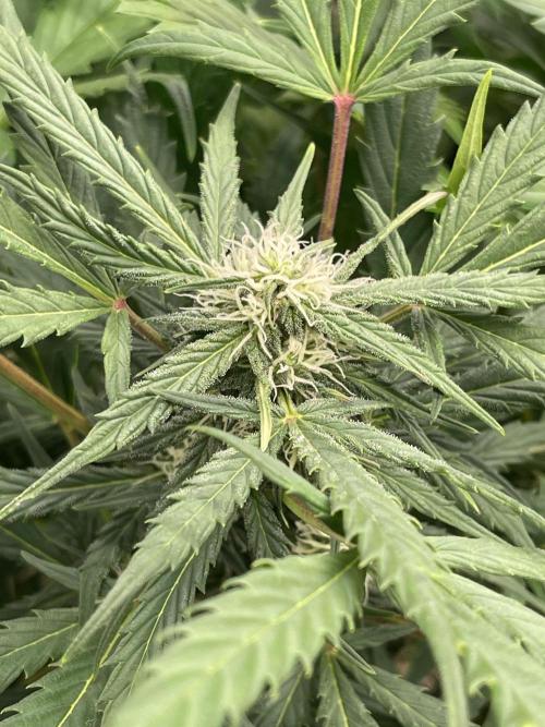 Ice Cream Paint Job. Week 6