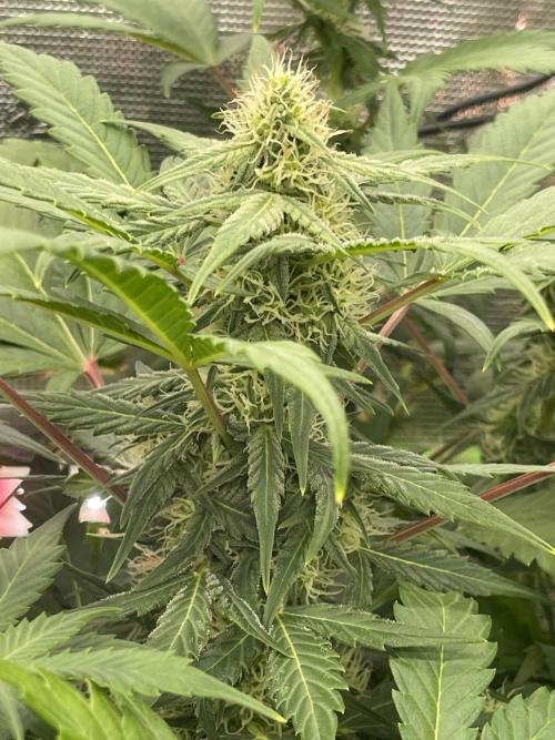 Ice Cream Paint Job. Week 6