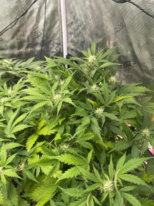 Ice Cream Paint Job. Week 6