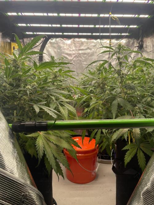 Ice Cream Paint Job. Week 6