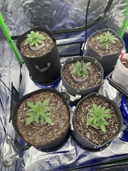 Sour Black Cherry Haze. Week 3