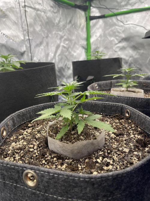 Sour Black Cherry Haze. Week 3