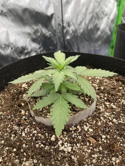 Sour Black Cherry Haze. Week 3