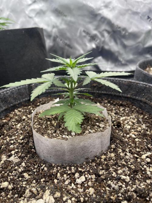 Sour Black Cherry Haze. Week 3