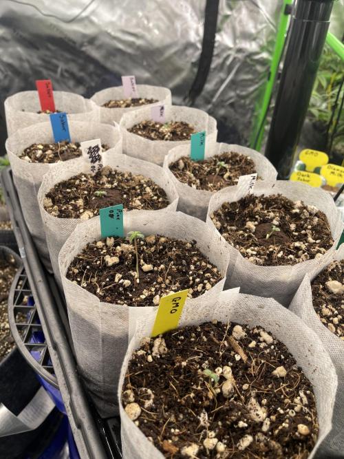 Sour Black Cherry Haze. Week 3