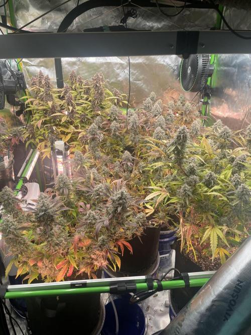 Pinot Noir Auto- Mephisto. Week 12