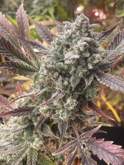 Pinot Noir Auto- Mephisto. Week 12