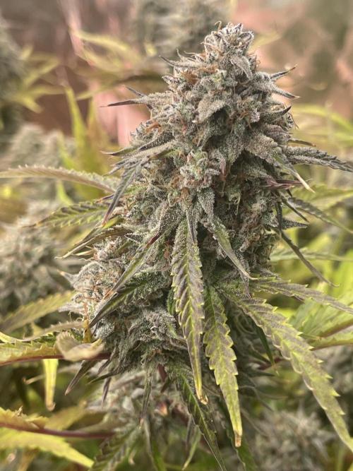 Pinot Noir Auto- Mephisto. Week 12