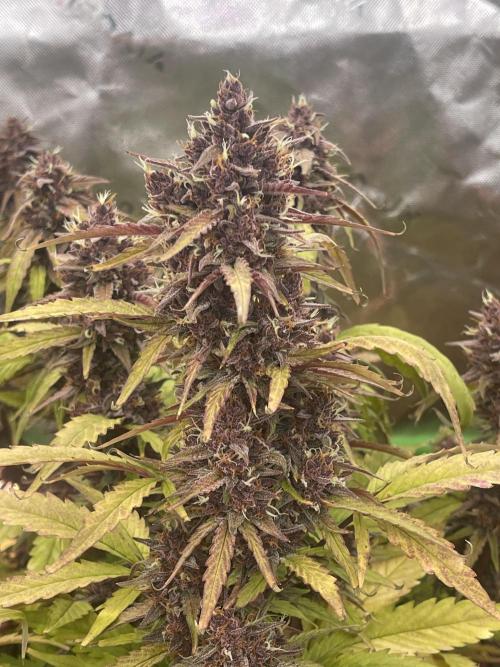 Pinot Noir Auto- Mephisto. Week 12