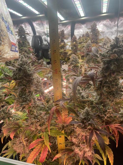 Pinot Noir Auto- Mephisto. Week 12