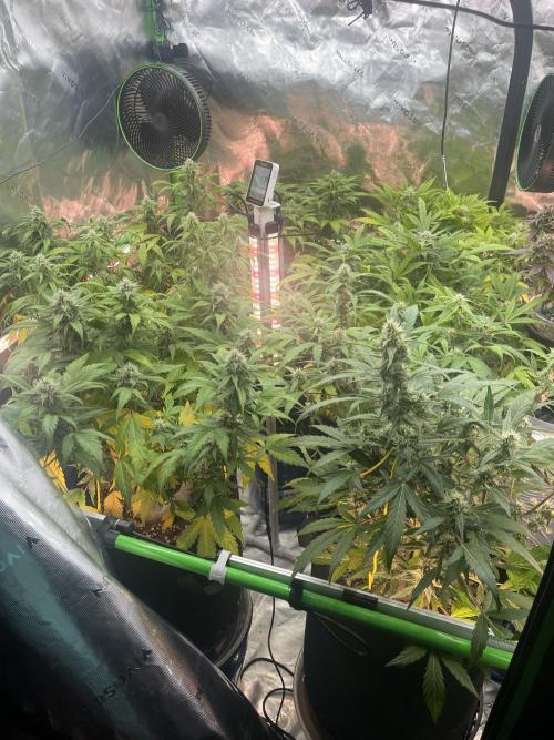 Ice Cream Paint Job. Week 8