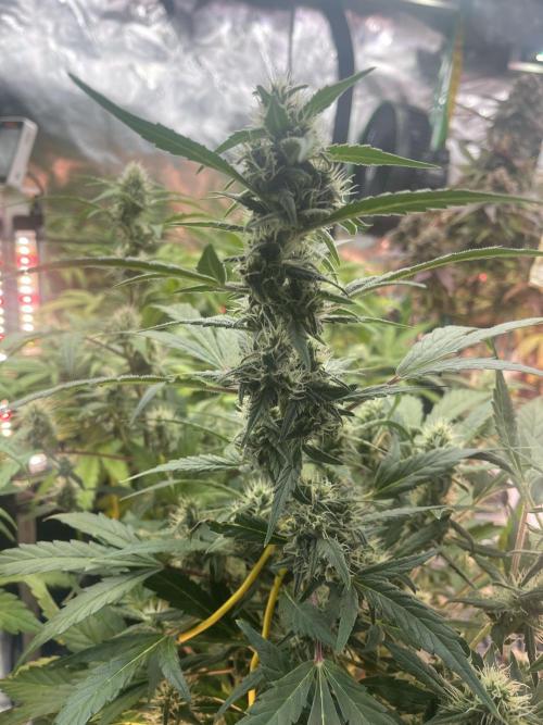 Ice Cream Paint Job. Week 8