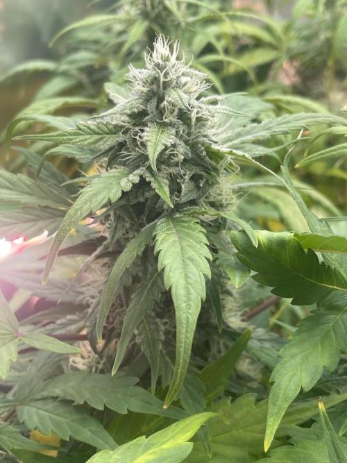 Ice Cream Paint Job. Week 8