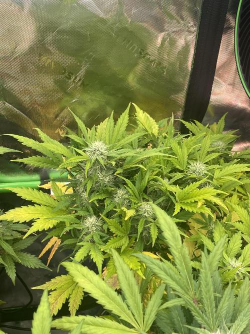 Ice Cream Paint Job. Week 8