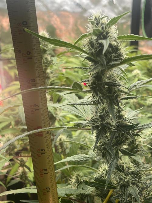 Ice Cream Paint Job. Week 8