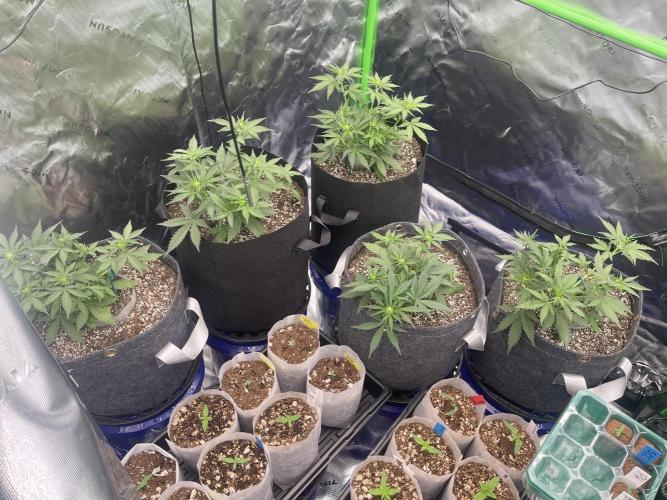 Sour Black Cherry Haze. Week 4