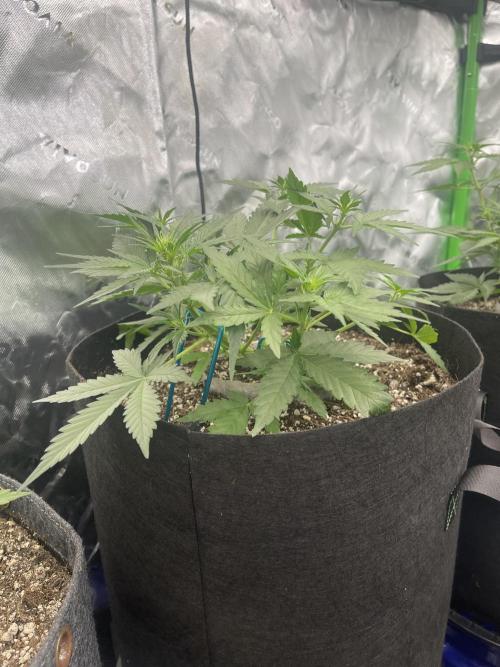 Sour Black Cherry Haze. Week 4