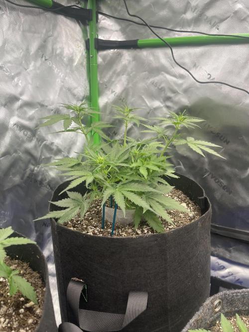 Sour Black Cherry Haze. Week 4